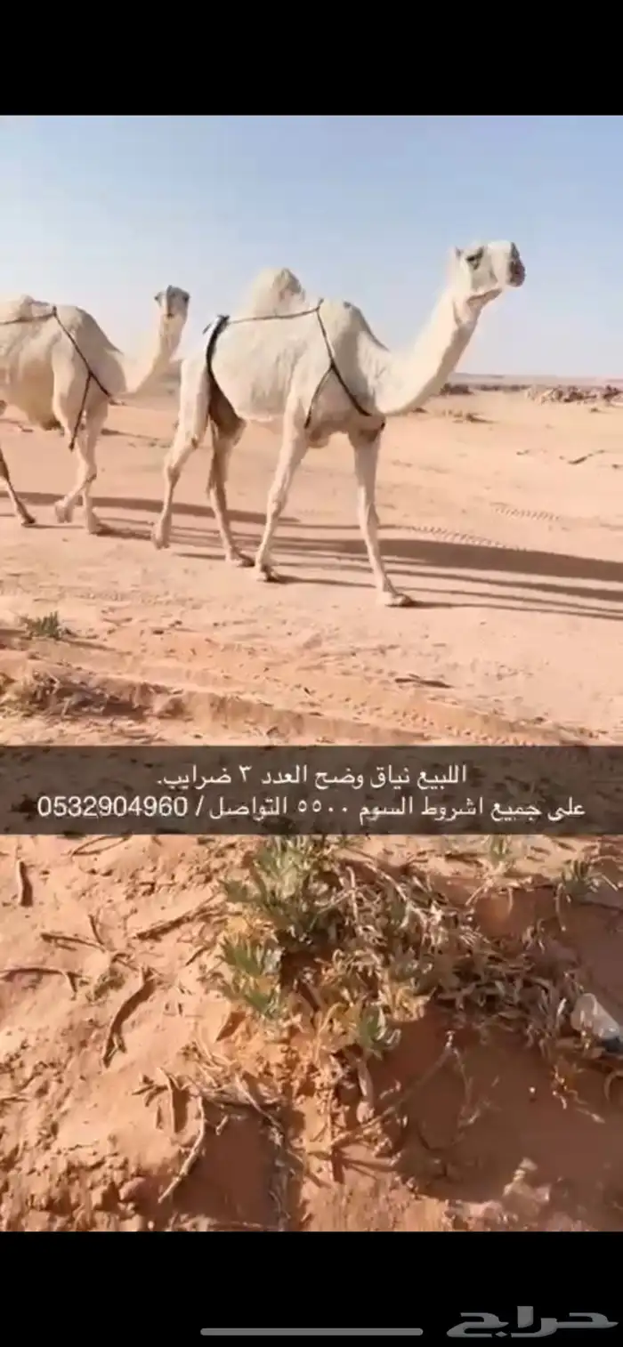 نياق وضح 0