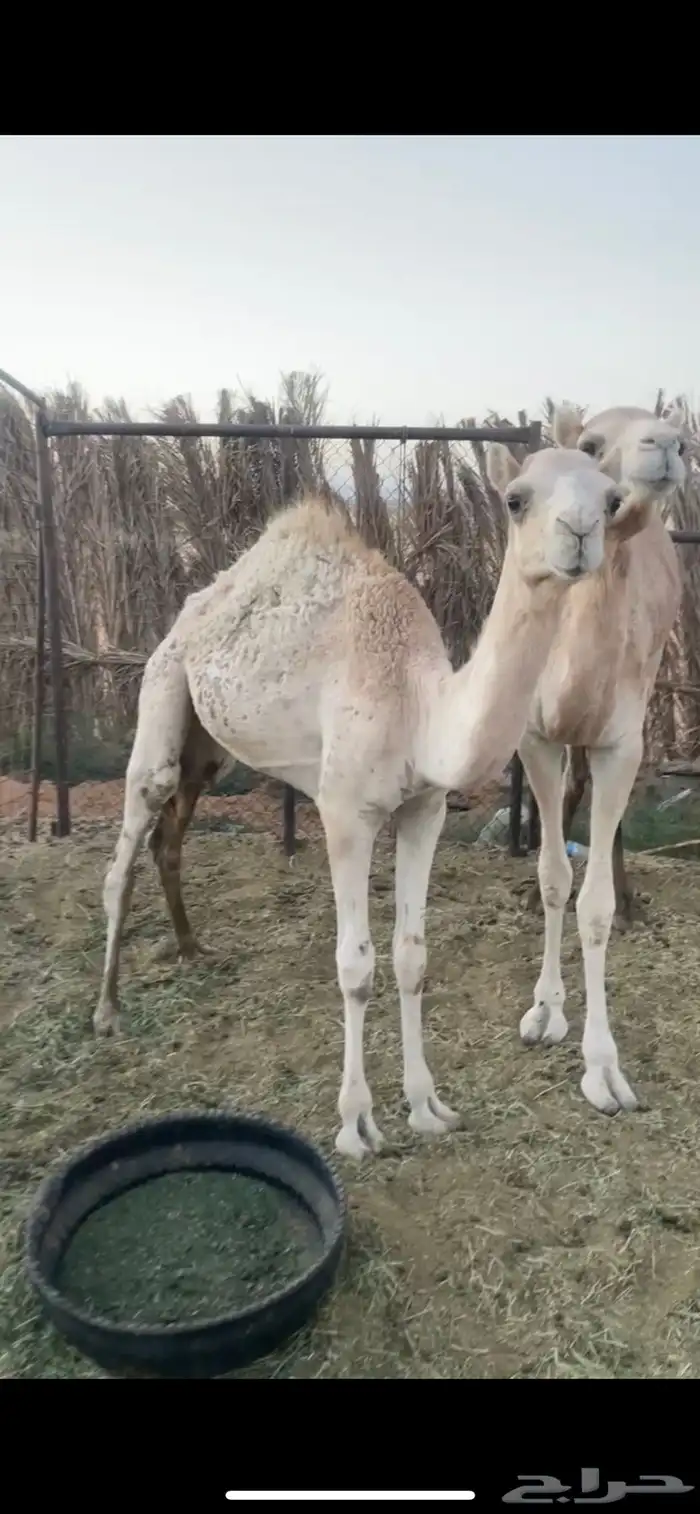 قعود 0