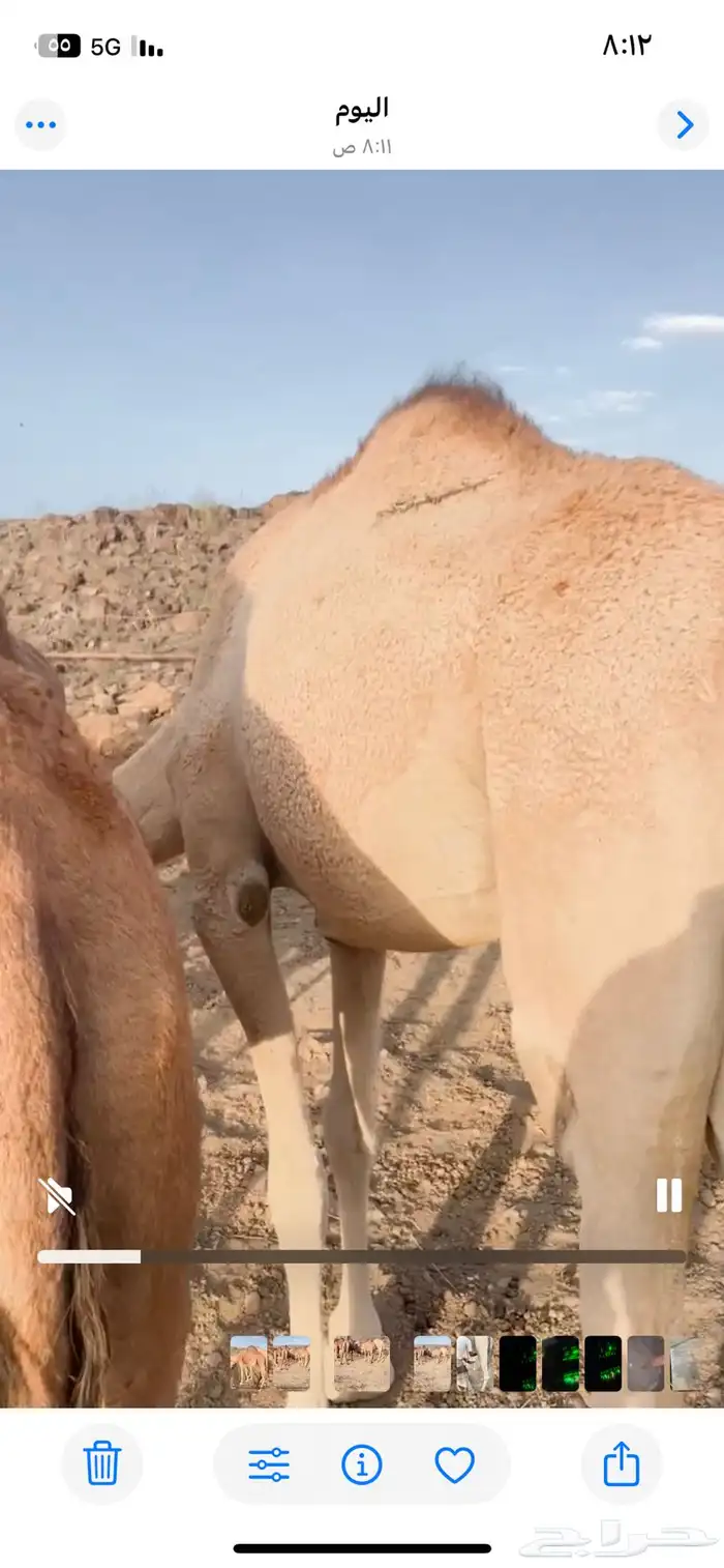 ابل للبيع عدد 14 وقعودين 9