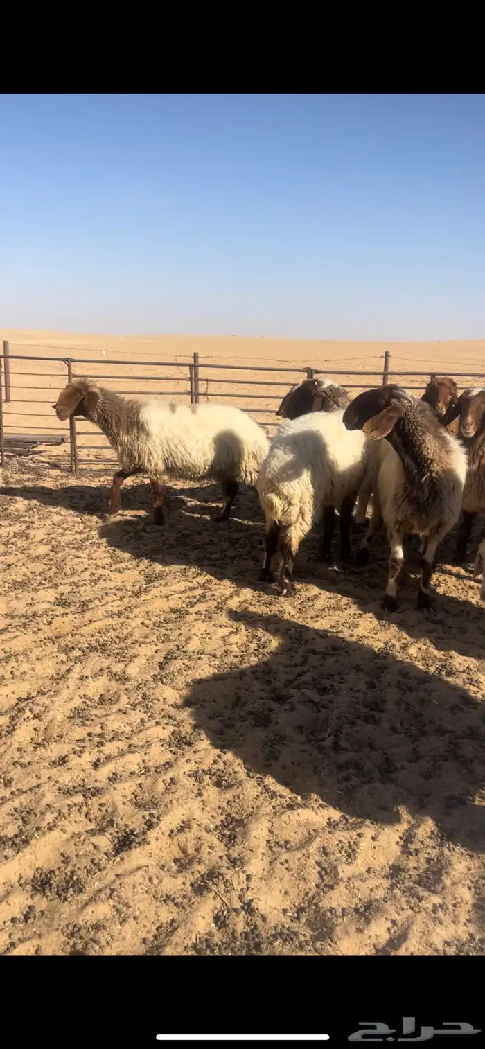 نعيم صنف 4