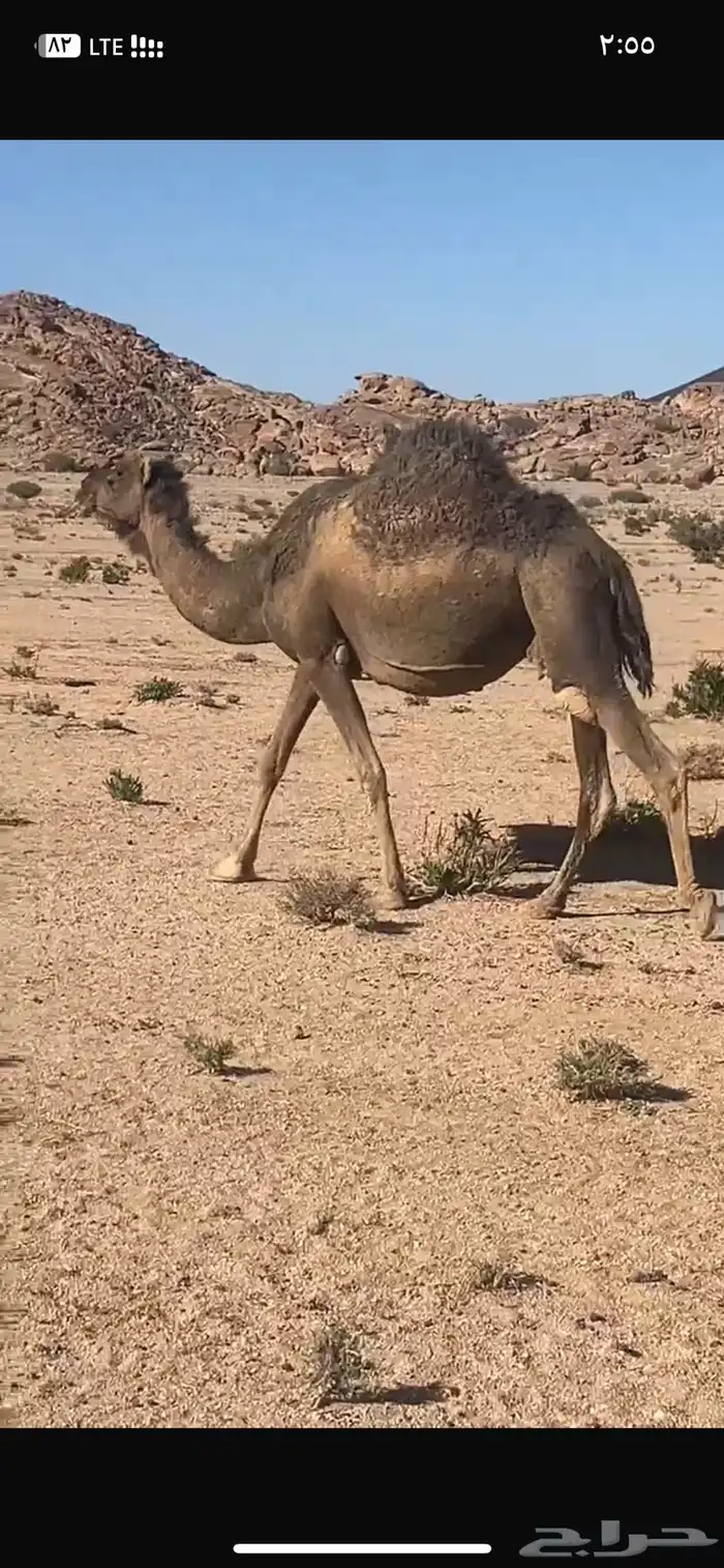 ناقه حمرا حرقانه 2
