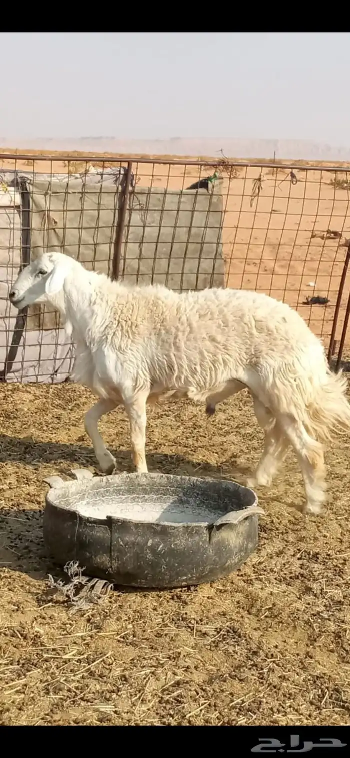 للبيع خرفان فحول 2