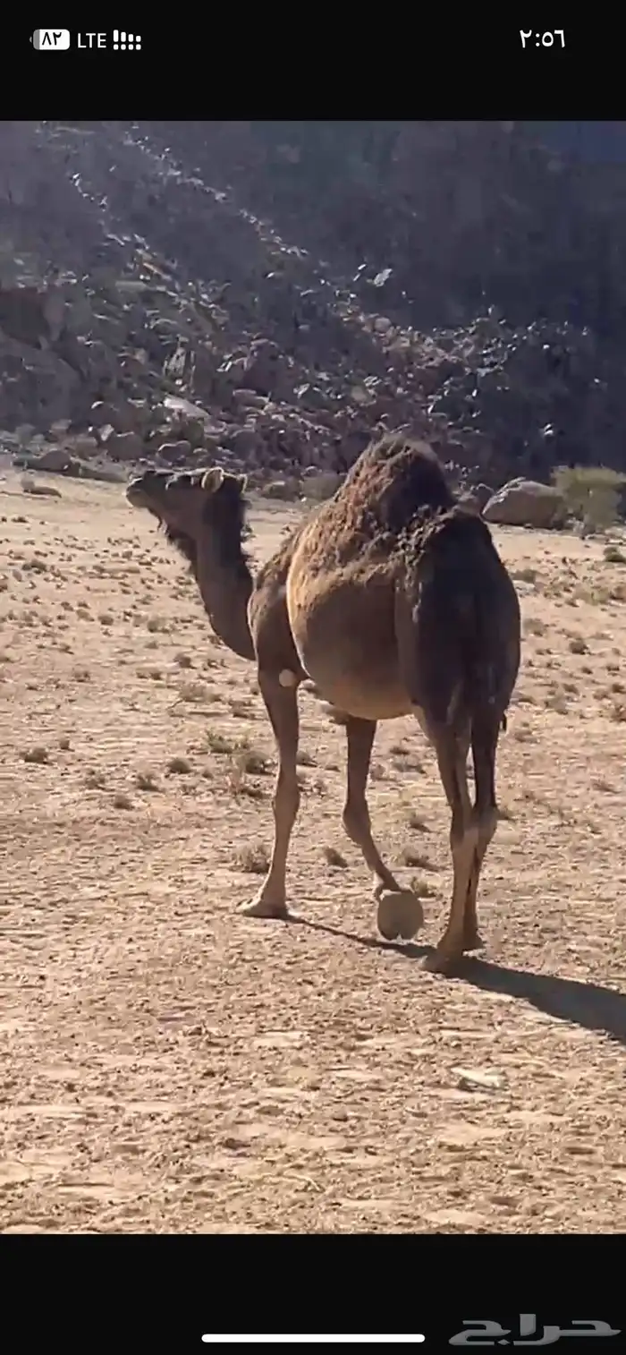 ناقه حمرا حرقانه 0