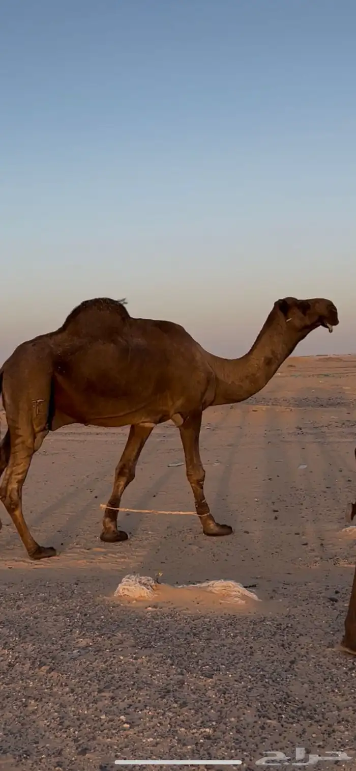بعير منتج للبيع 0