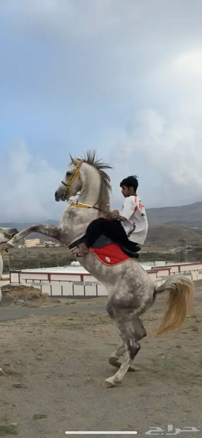 حصان شعبي فاخر 9