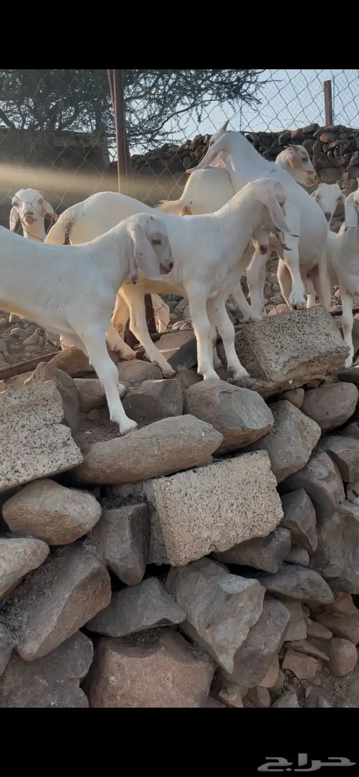 مشاريع فحول وجفار بيشي ابرص 3