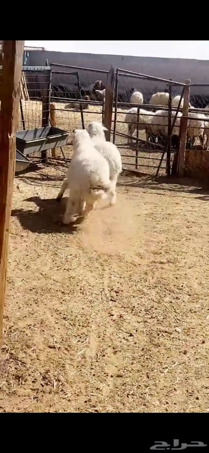 لبيع خرفان مهاجين عمارها 4 شهور 2