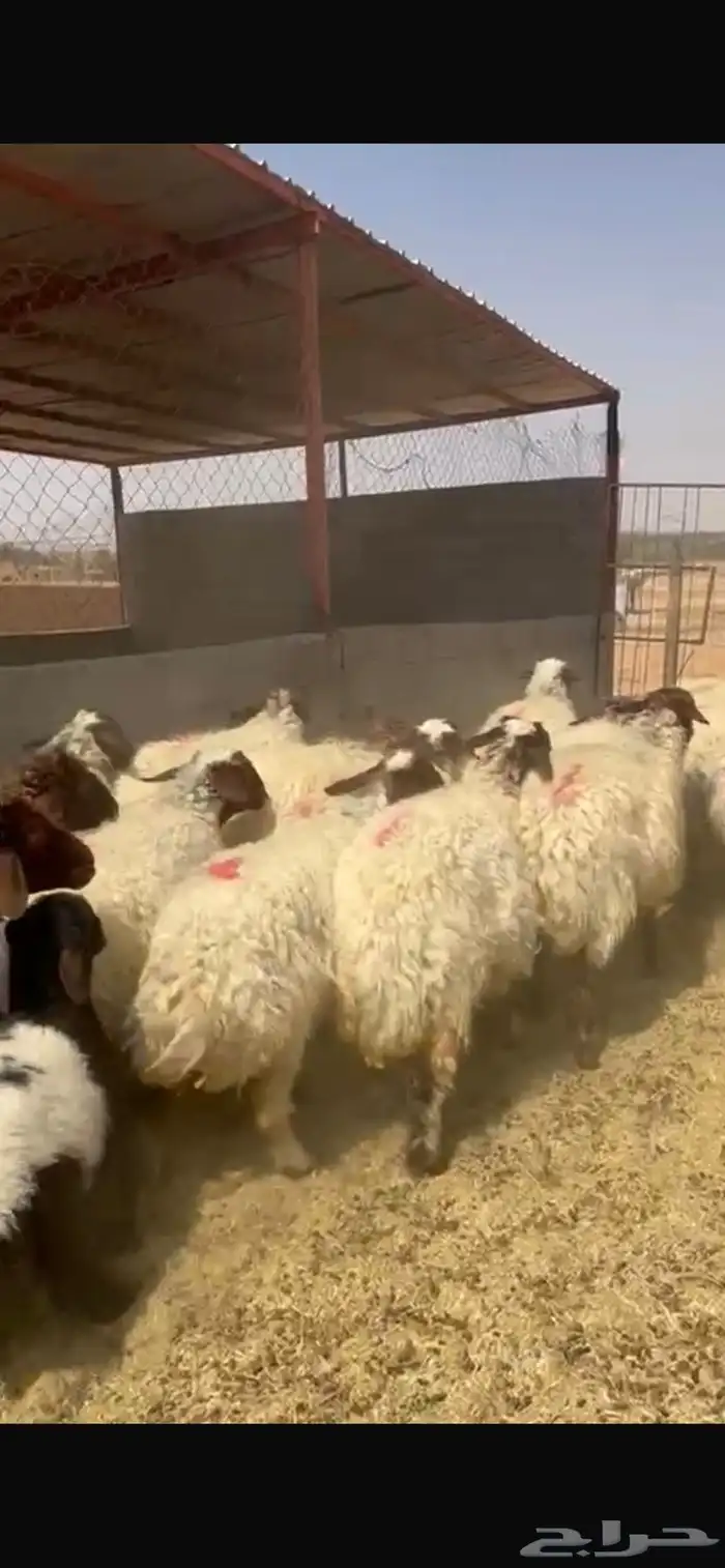 نعيم 0