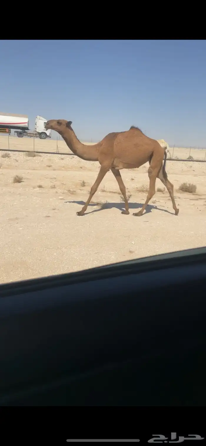 بكره صفرا 0