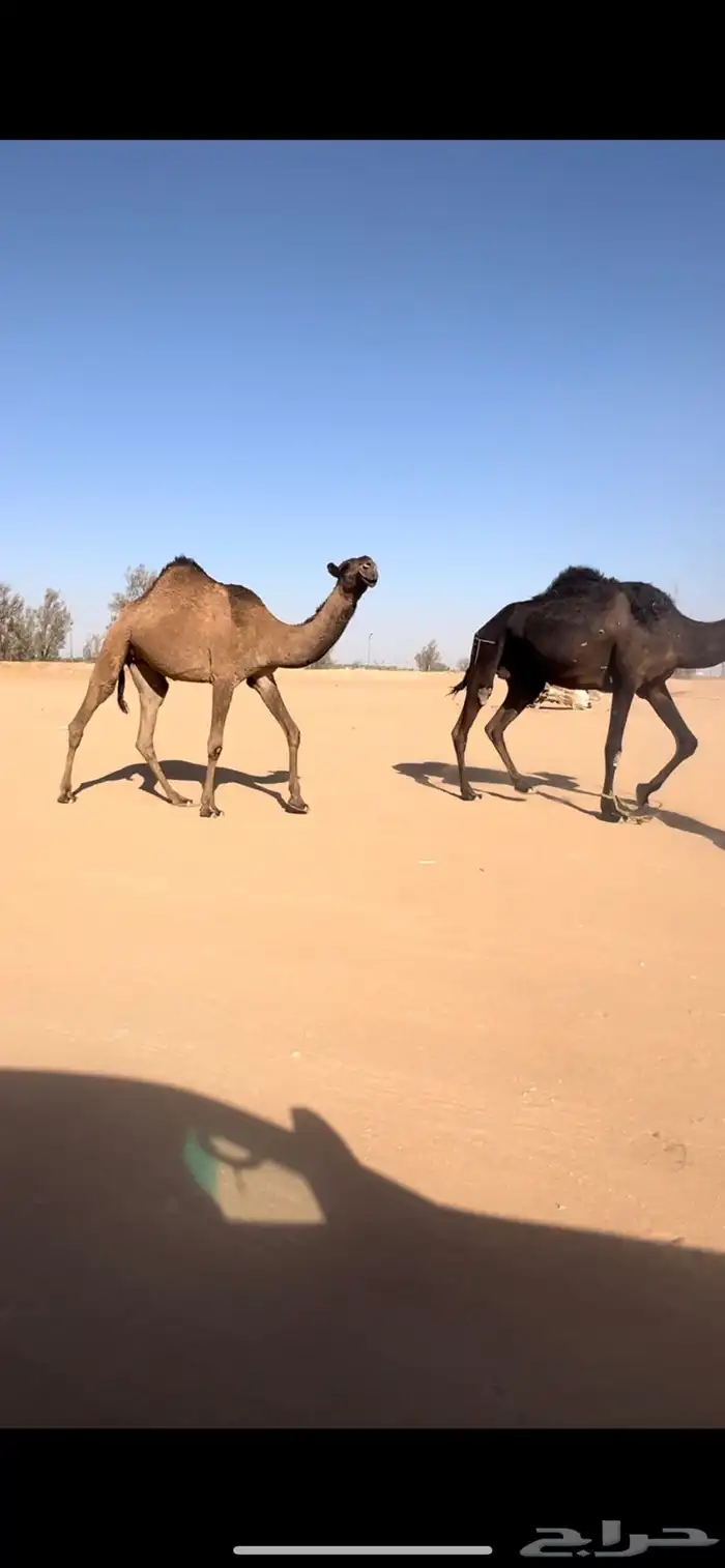 بكره حقه صفرا دبيانيه 0