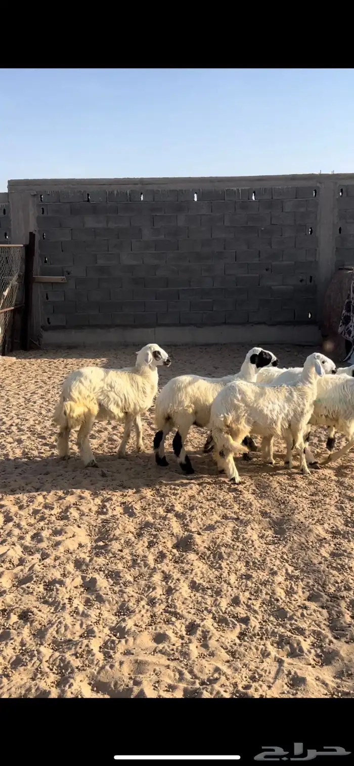 خرفان 0