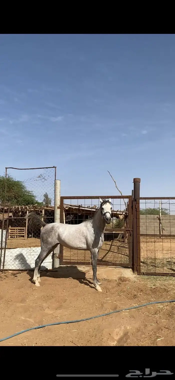 حصان شعبي سبوق 1