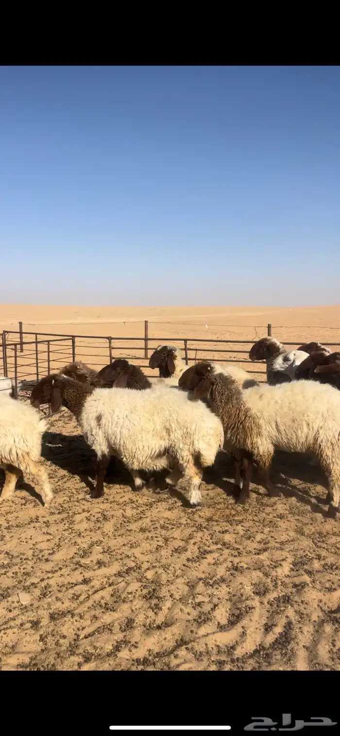 نعيم صنف 6