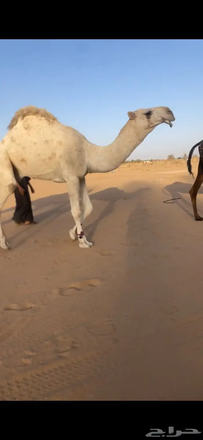 قعود 1