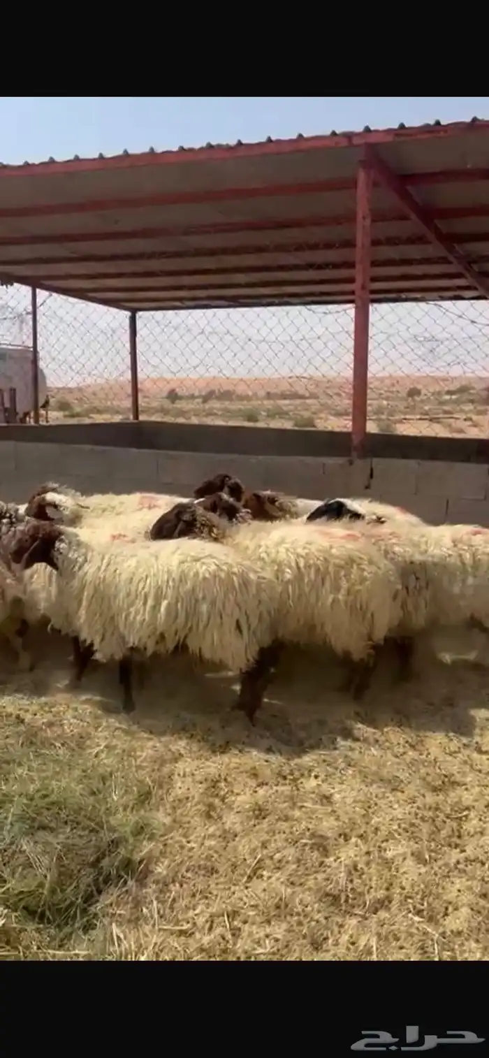 نعيم 3