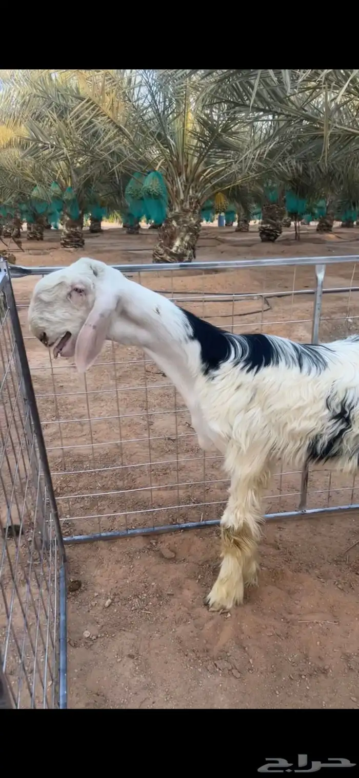 نجدي 2