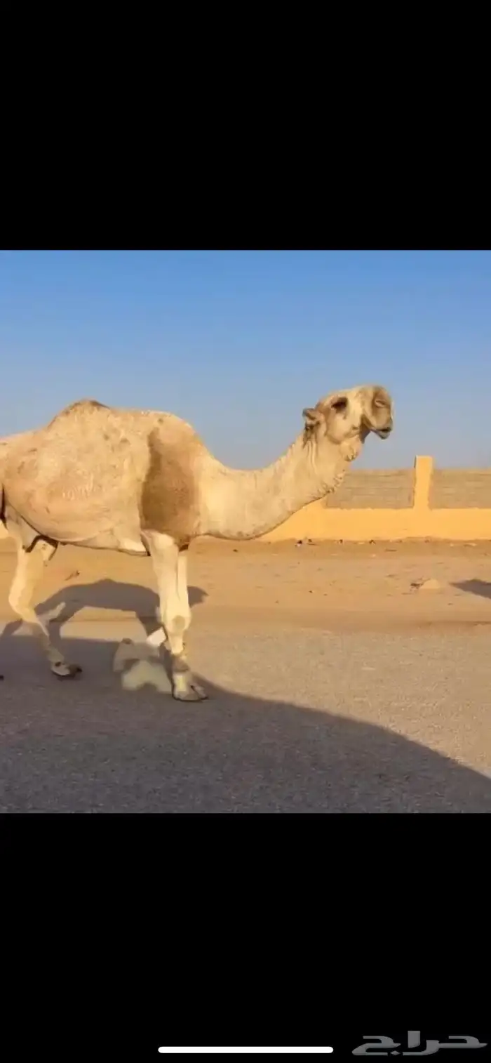 بعير باتلي منتج وبنته موجوده 0