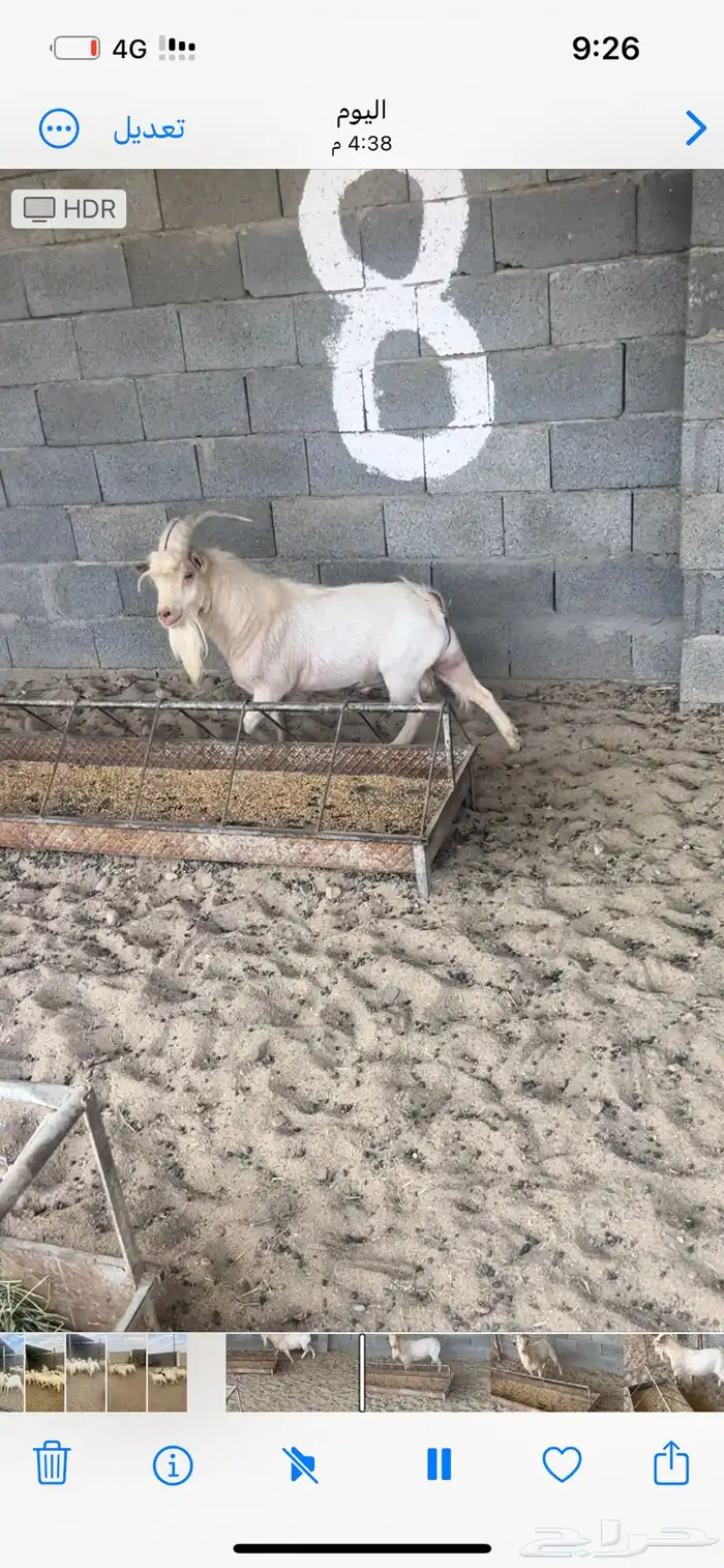 تيس قزمي فحل يضرب شرط 1