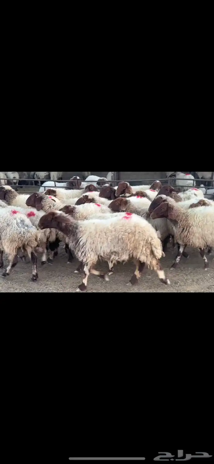 غنم نعيم دفيع 7