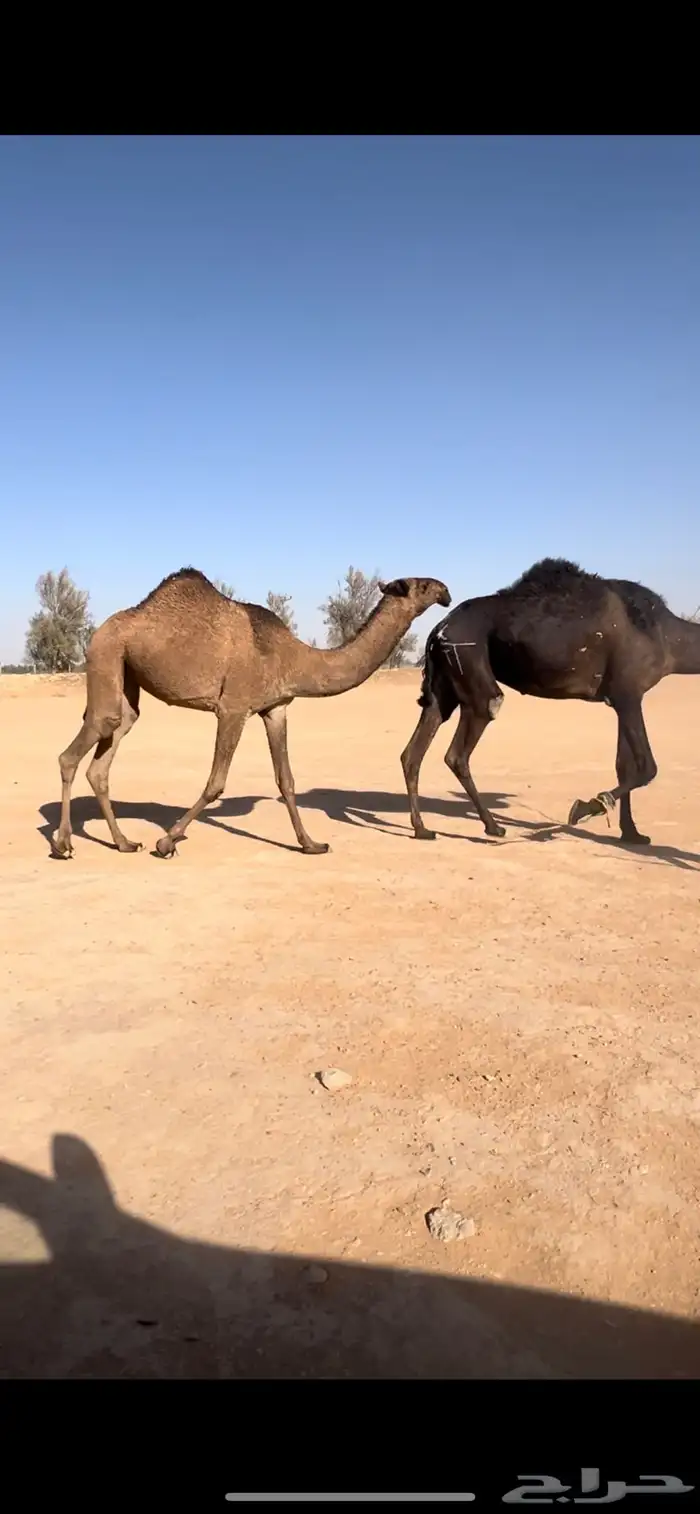 بكره حقه صفرا دبيانيه 2