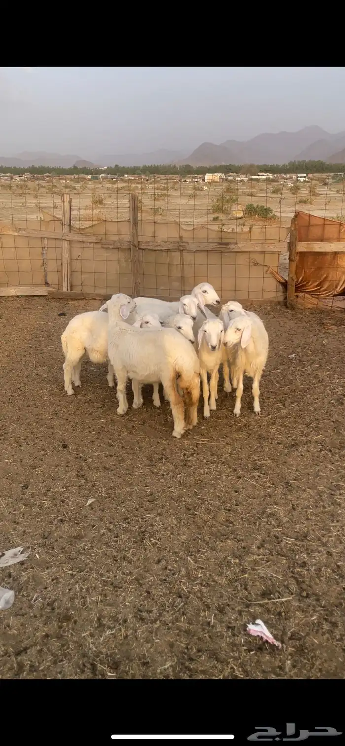 بهم للبيع 1