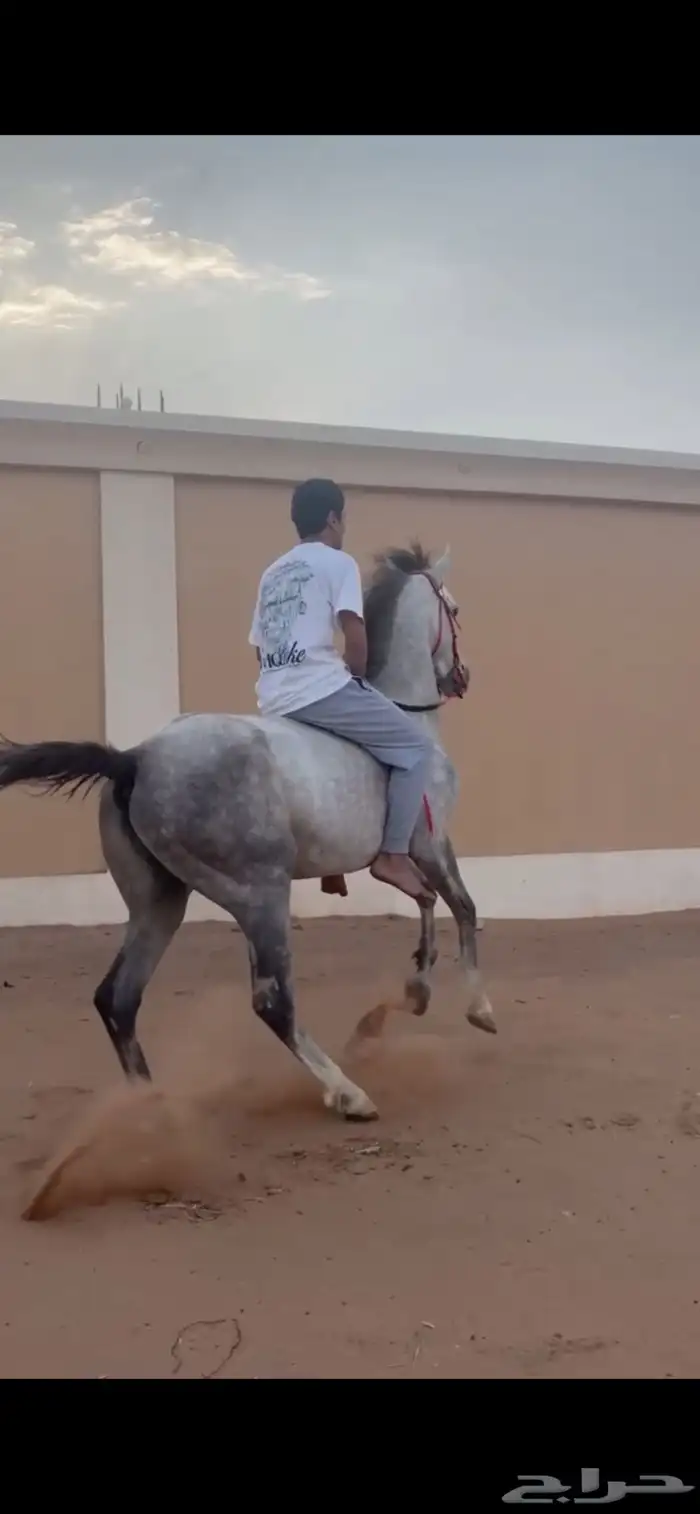 حصان شعبي سبوق 3
