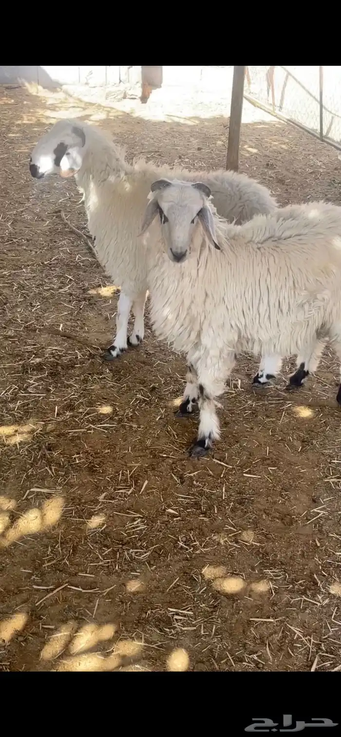 لبيع خرفان مهاجين عمارها 4 شهور 3