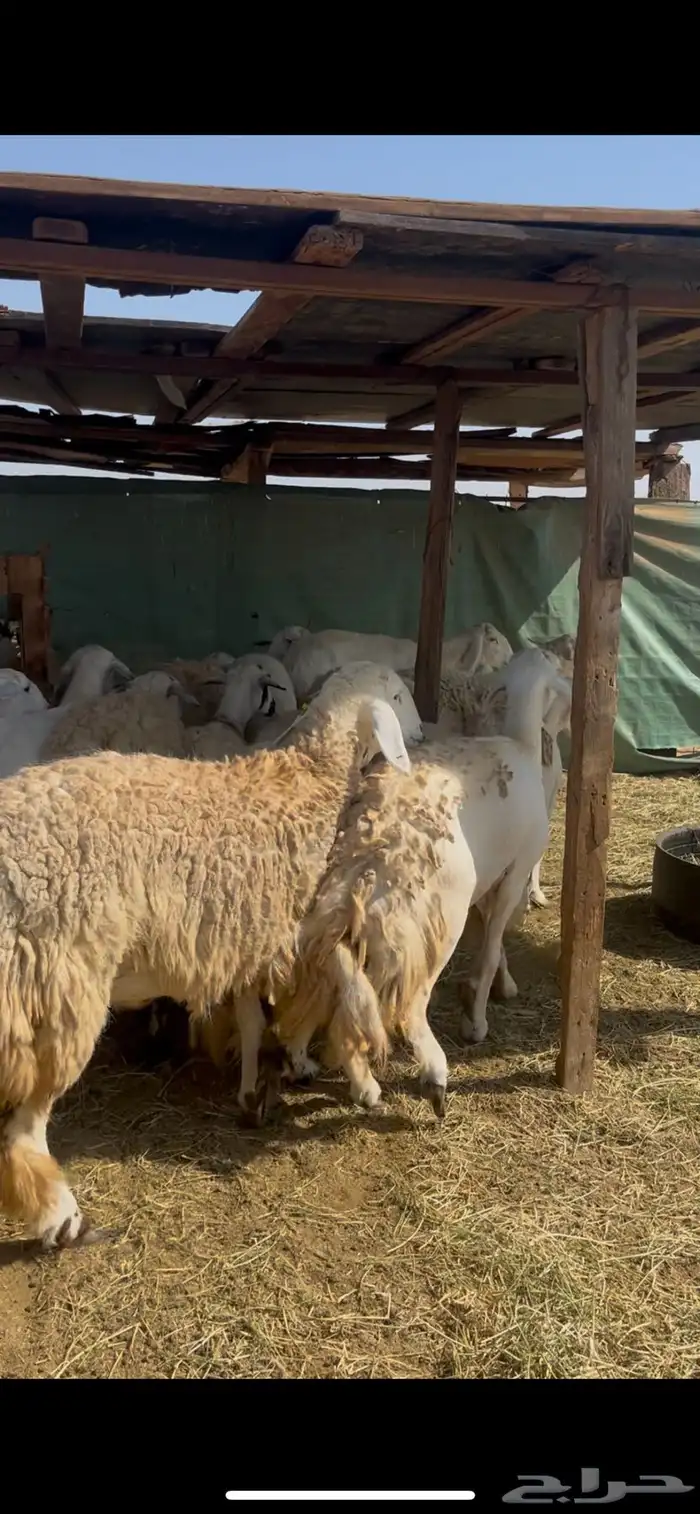 ضان حرش جذعات وثنيات دفيع 3