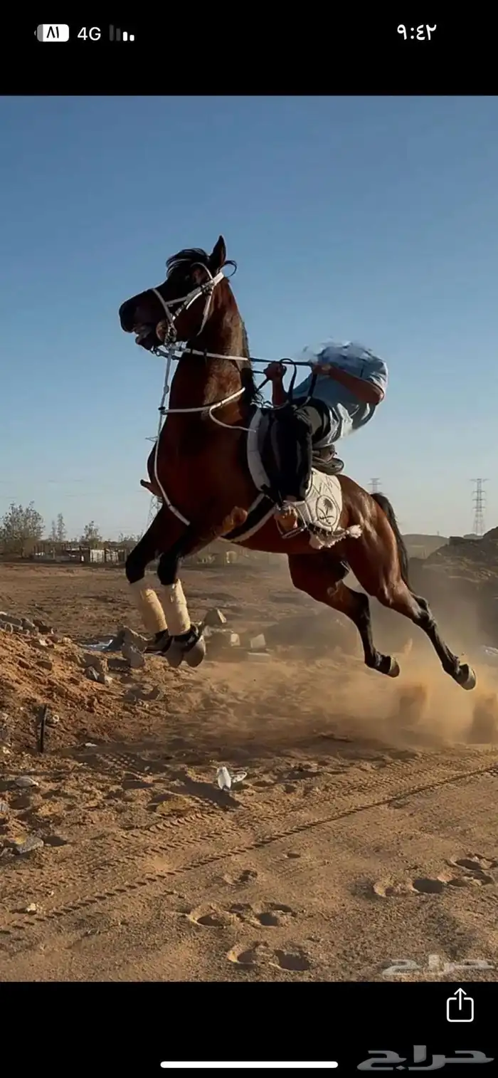 حصان 1