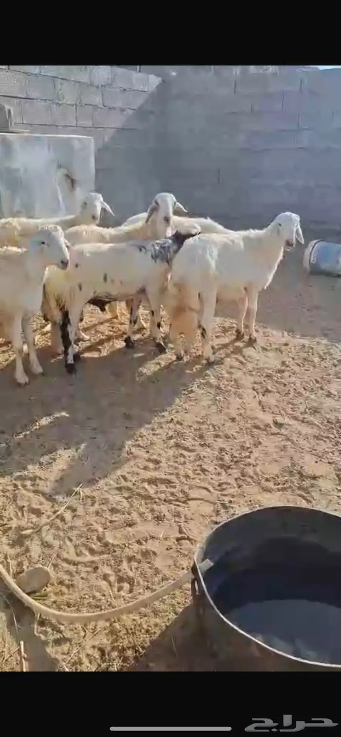 خرفان للبيع 0