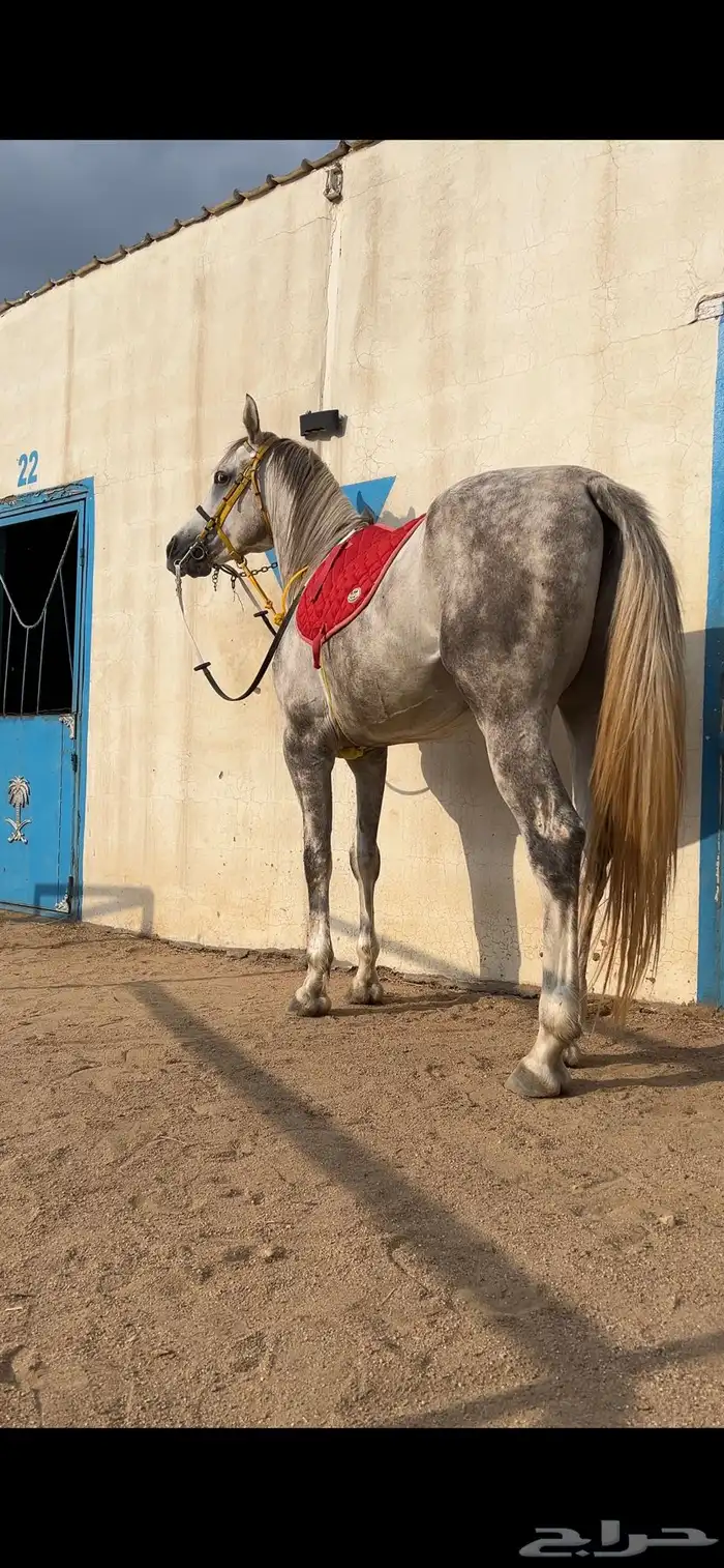 حصان شعبي فاخر 2