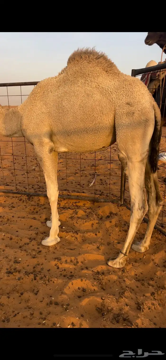 للبيع بكره قصب 1