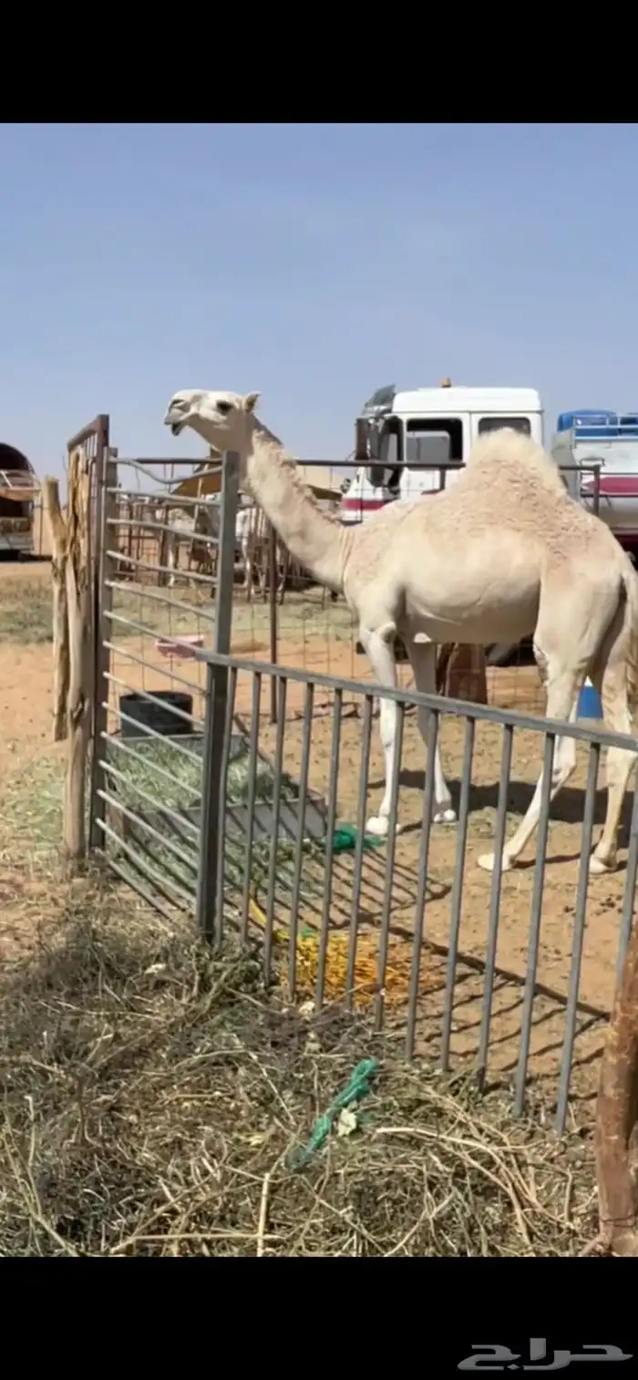 بكره مفروده تحقق عليانيه طفاح وزين 0