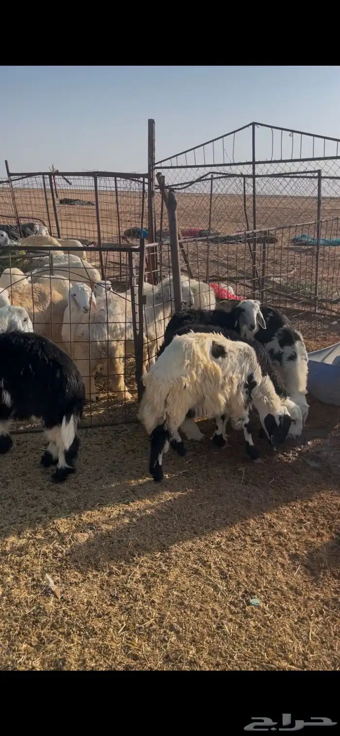 للبيع بهم نجد 1