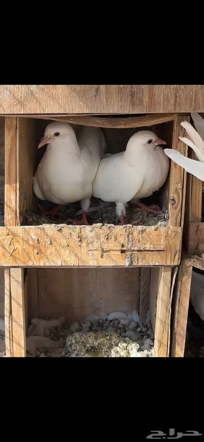 حمام فرنسي لاحم جفن احمر 4