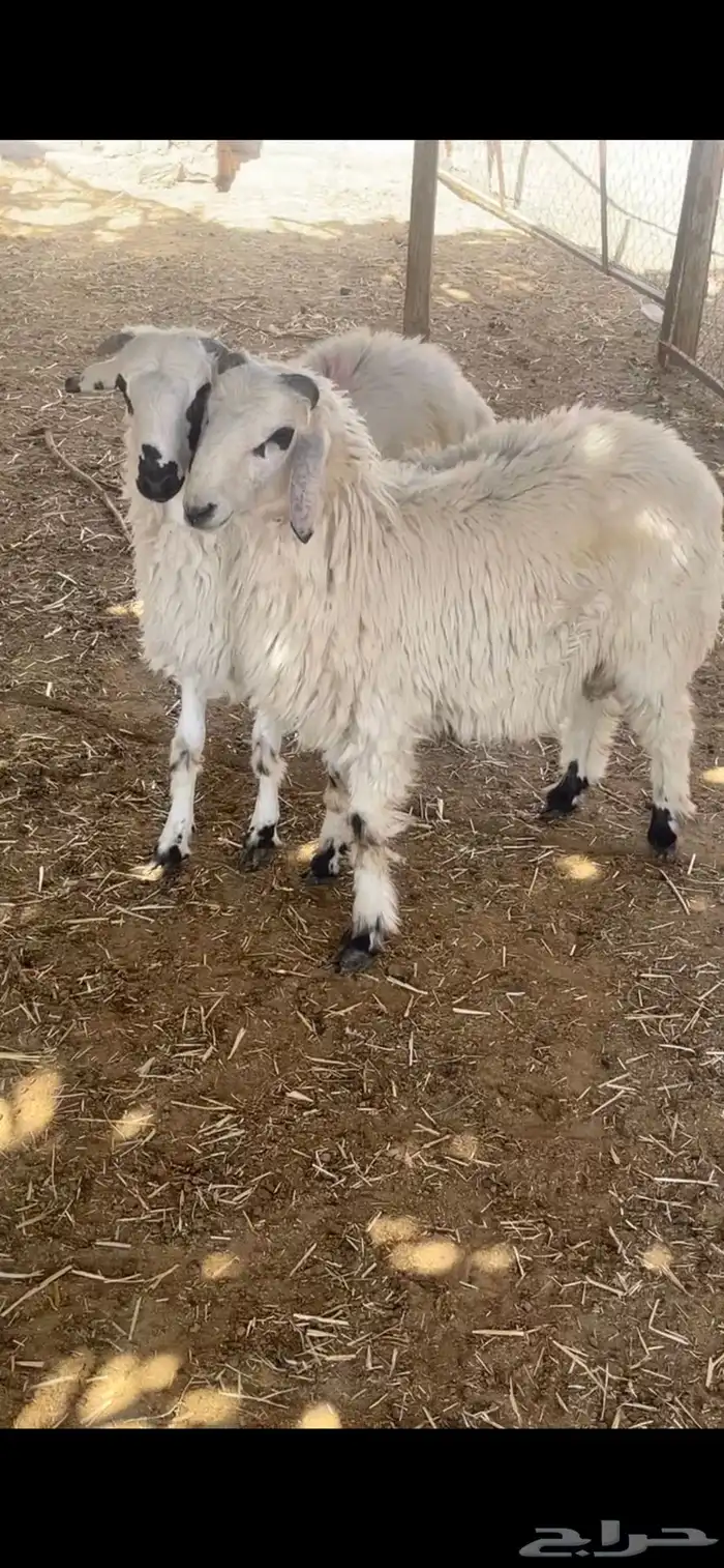 لبيع خرفان مهاجين عمارها 4 شهور 0