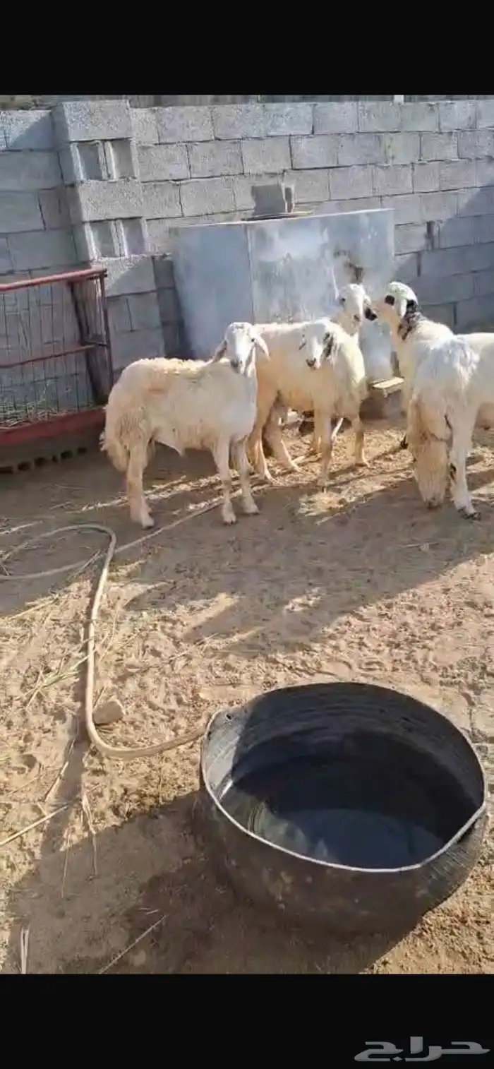 خرفان للبيع 1