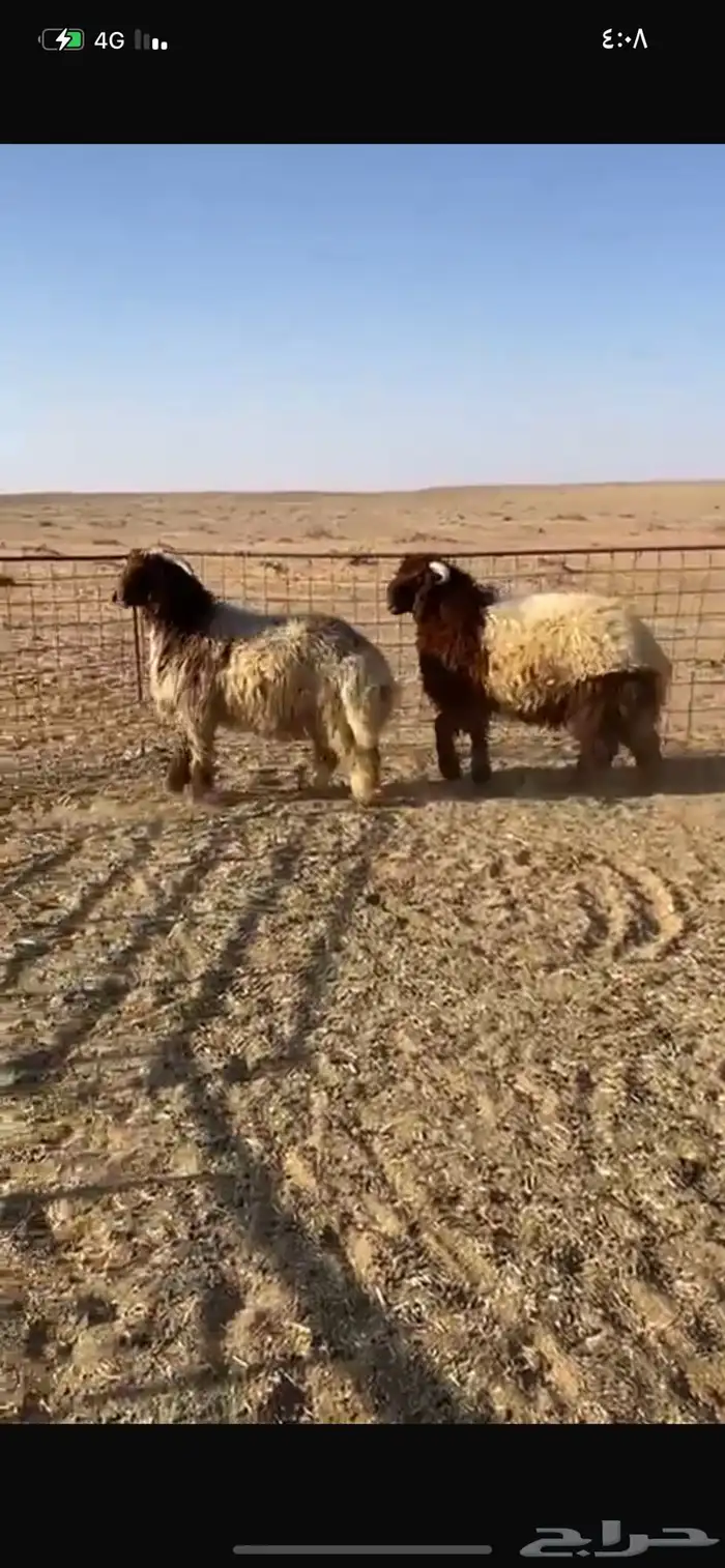 فحول 1