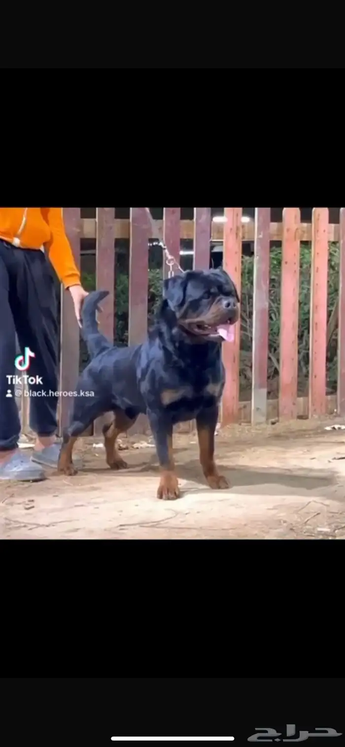 ذكر روت وايلر 0