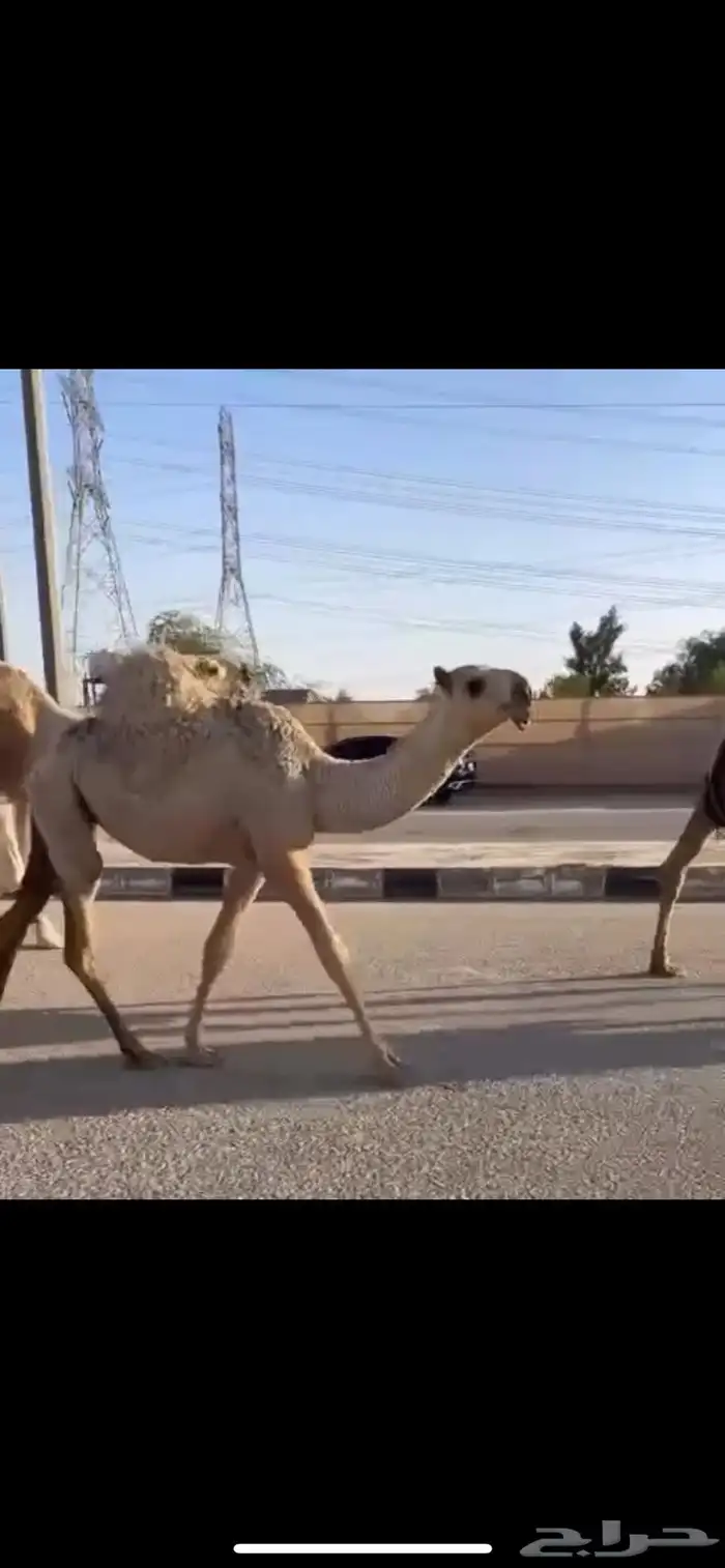 بعير باتلي منتج وبنته موجوده 1