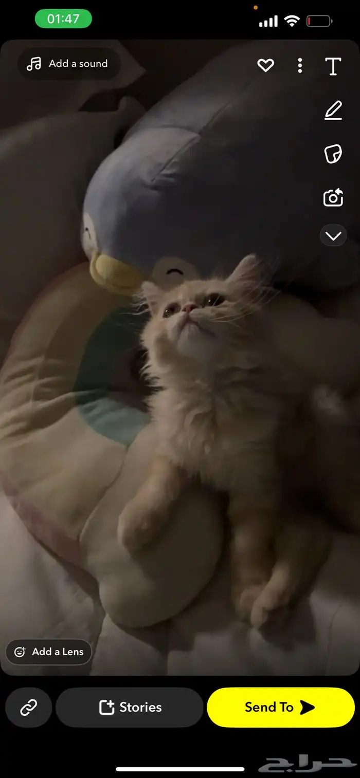 للبيع قطه شيرازي مون فيس عمر 3 اشهر 0