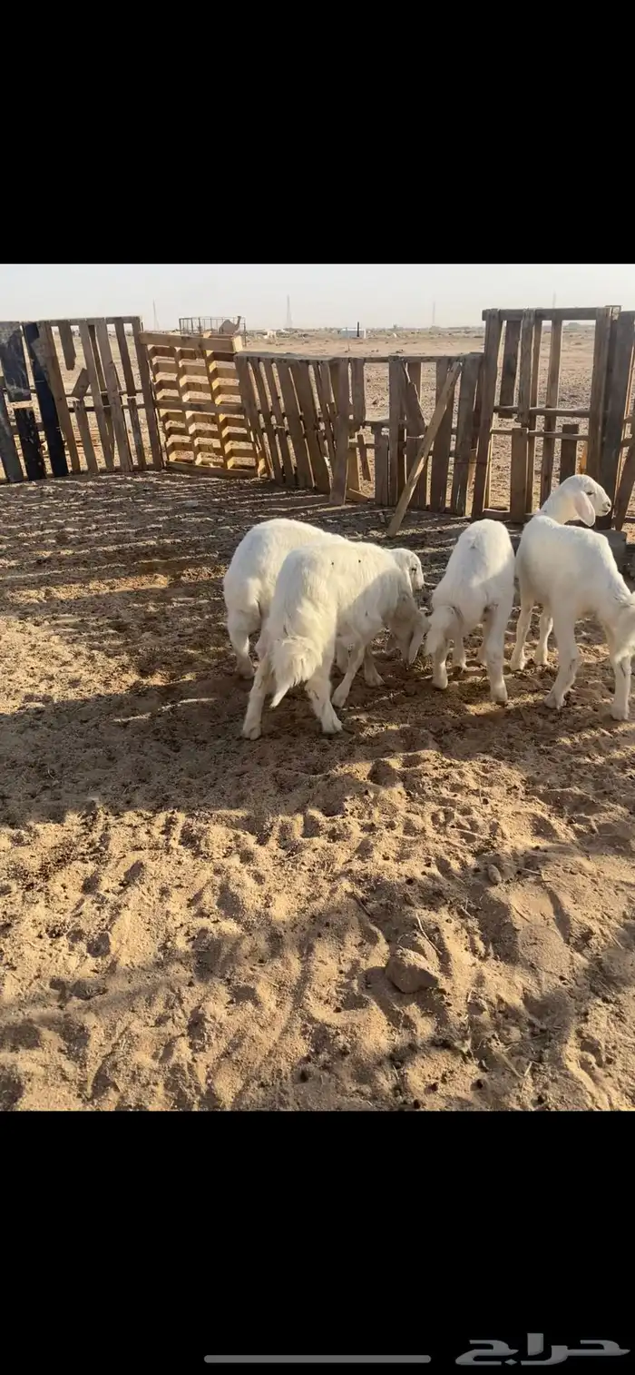 بهم طليان تم البيع 0
