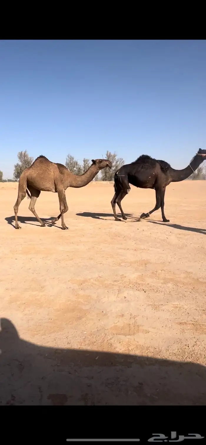 بكره حقه صفرا دبيانيه 3
