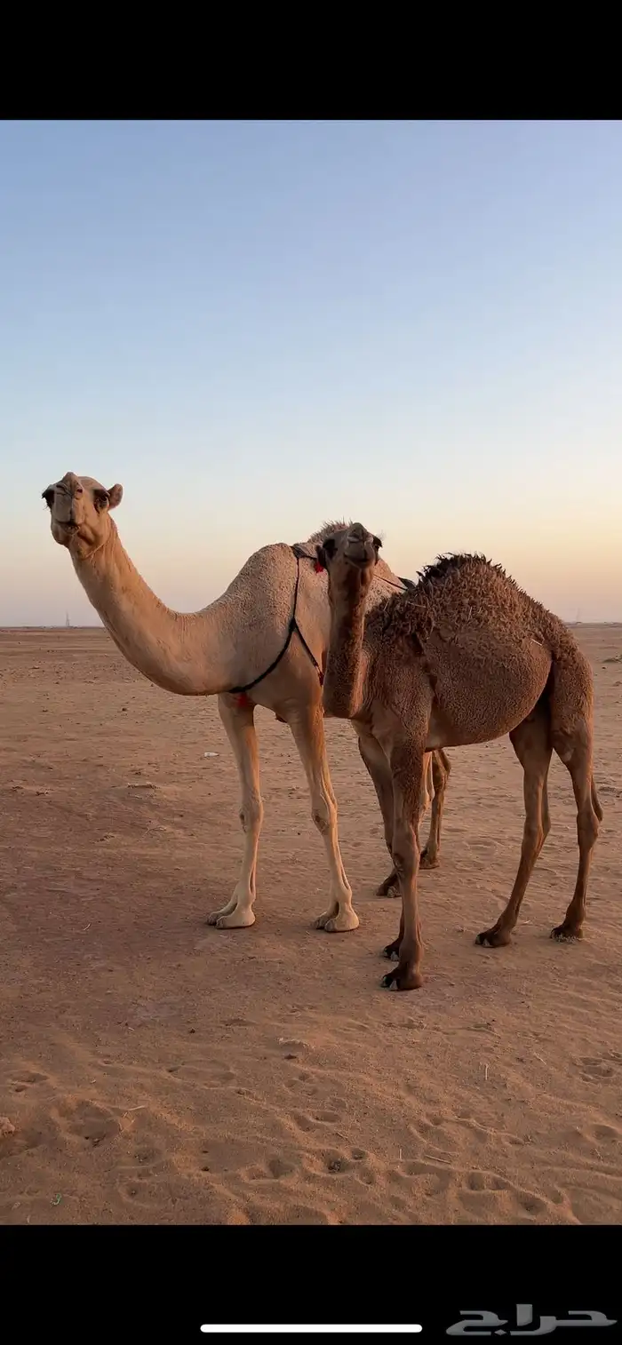 عشرا تحتها قعود 1