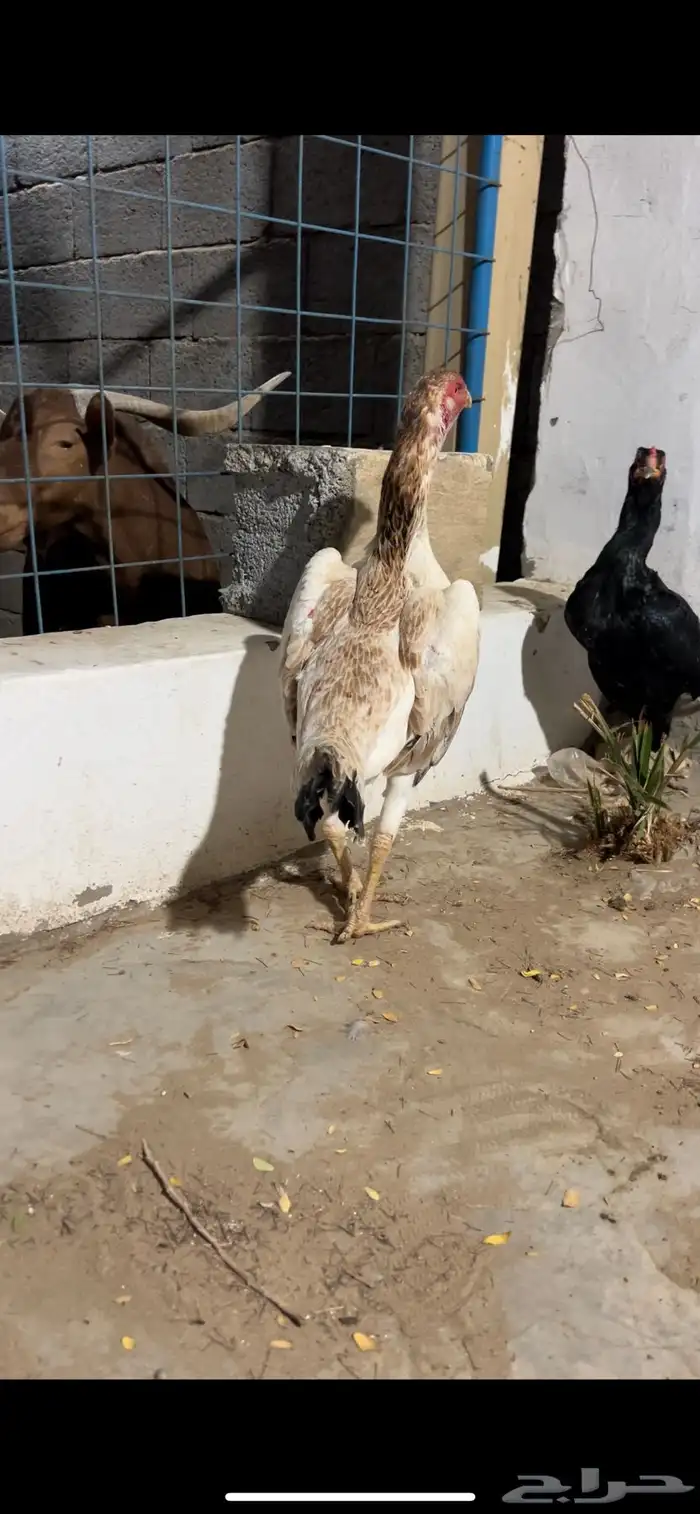 شامو يابانيه بيور 0