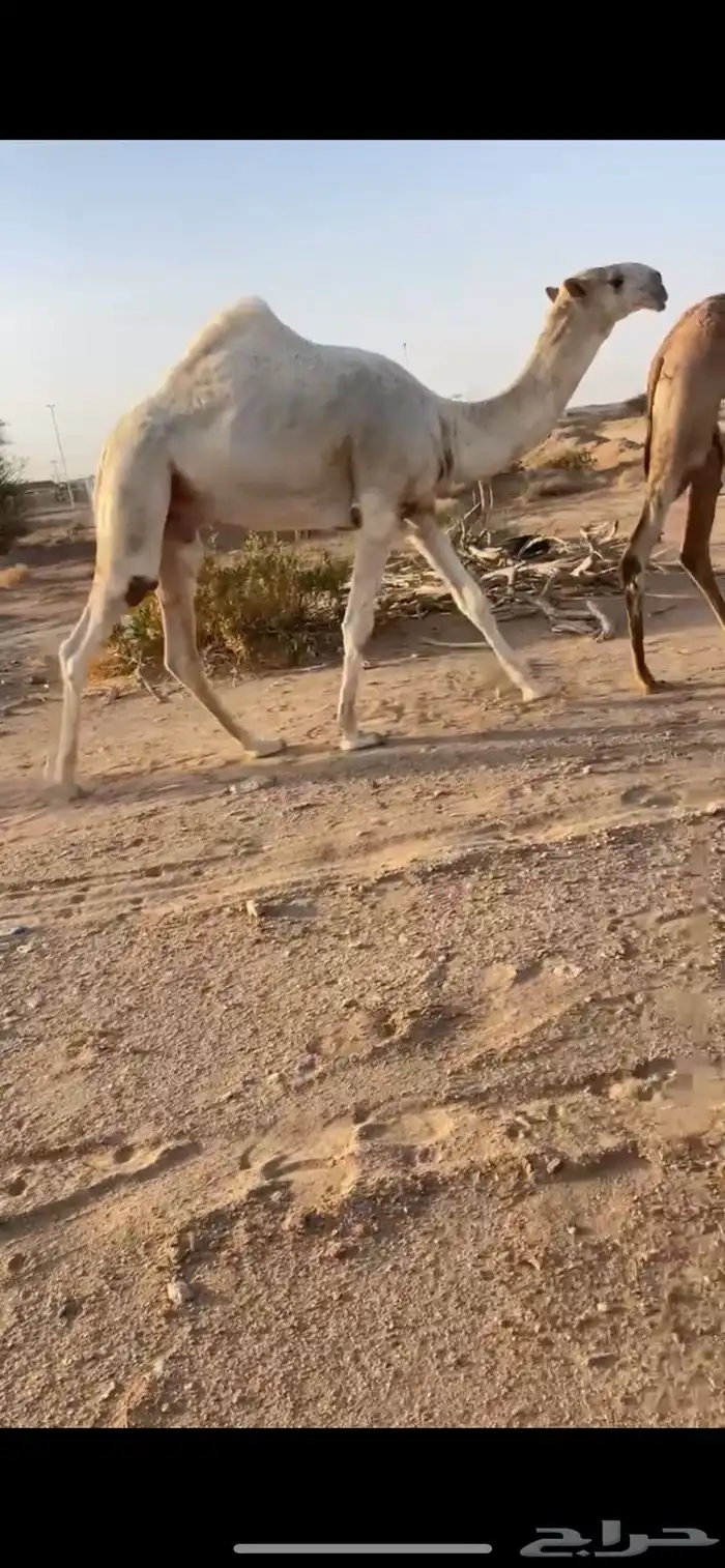 قعود باتلي جده مضيم بعير عمير القحطاني 0