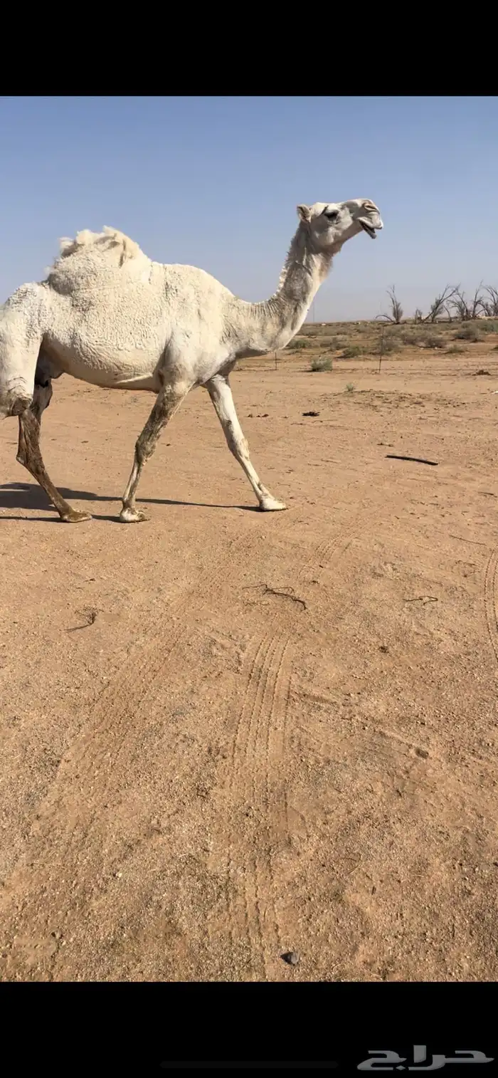 عشرا عليانيه كفووو 1