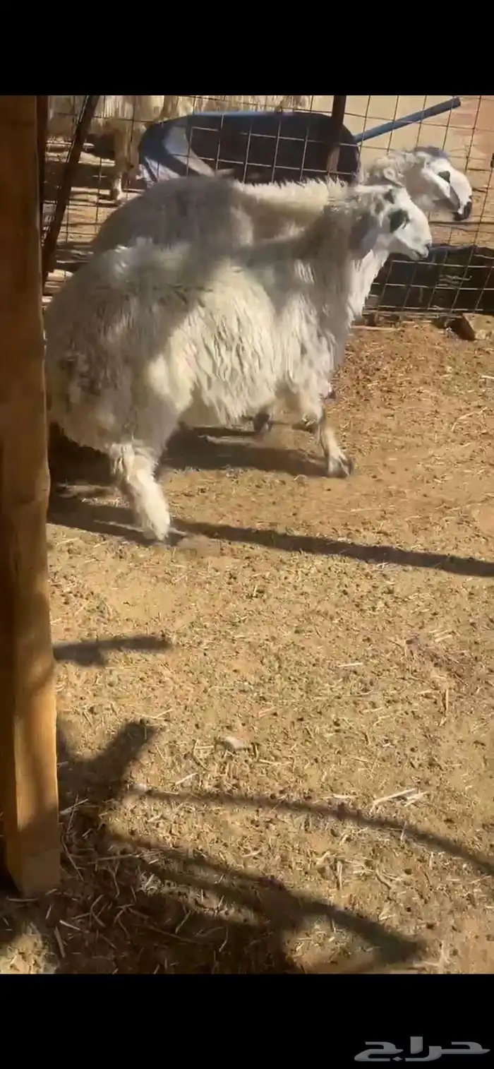 لبيع خرفان مهاجين عمارها 4 شهور 12