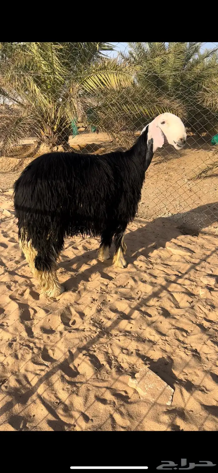 جذعه نجديه دافع ( تم البيع ) 0