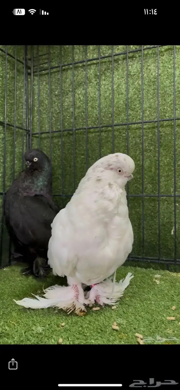 أزوج منتج لونق فيس 5